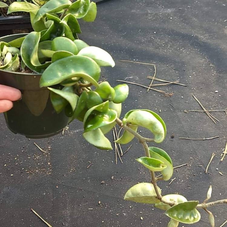 Plant image Hoya Carnosa 'Krinkle 8'