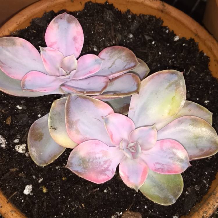 Plant image Echeveria Perle Von Nurnburg Variegata