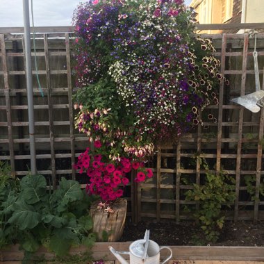 Gill's garden
