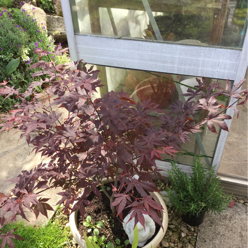 plant image 139571