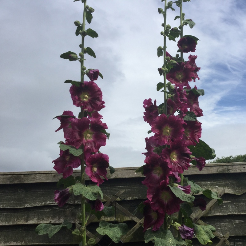 plant image 180926