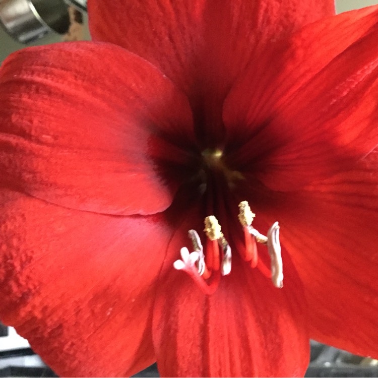 plant image 214257