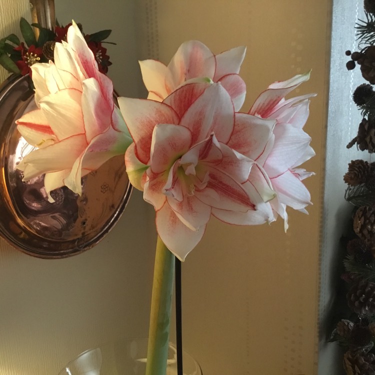 plant image 591811