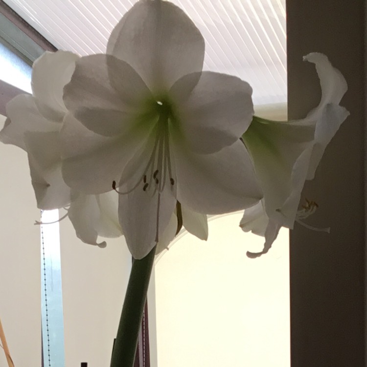 plant image 598923
