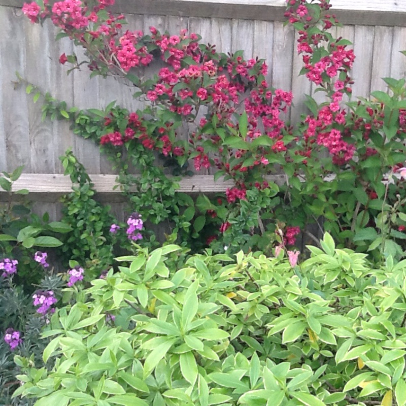 Plant image Weigela 'Eva Rathke'