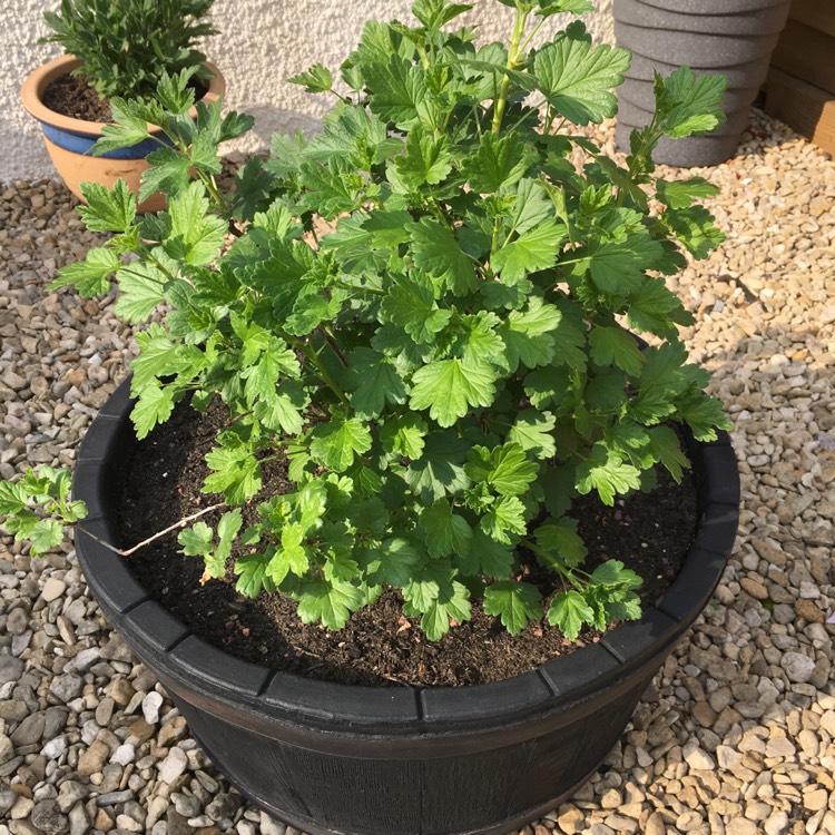 plant image 1006730 plant image 1006730