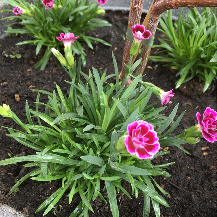 Plant image Dianthus 'Pink Kisses'