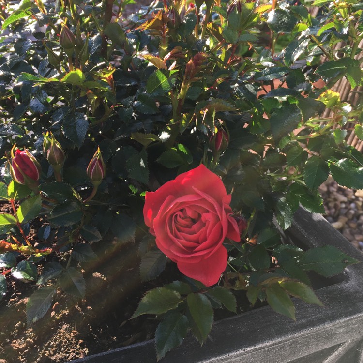 plant image 1085899