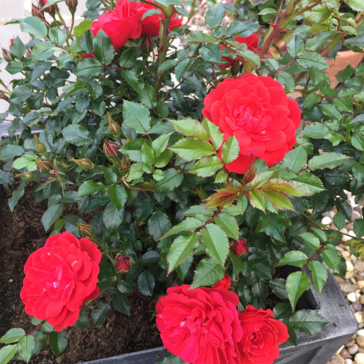 plant image 1092513