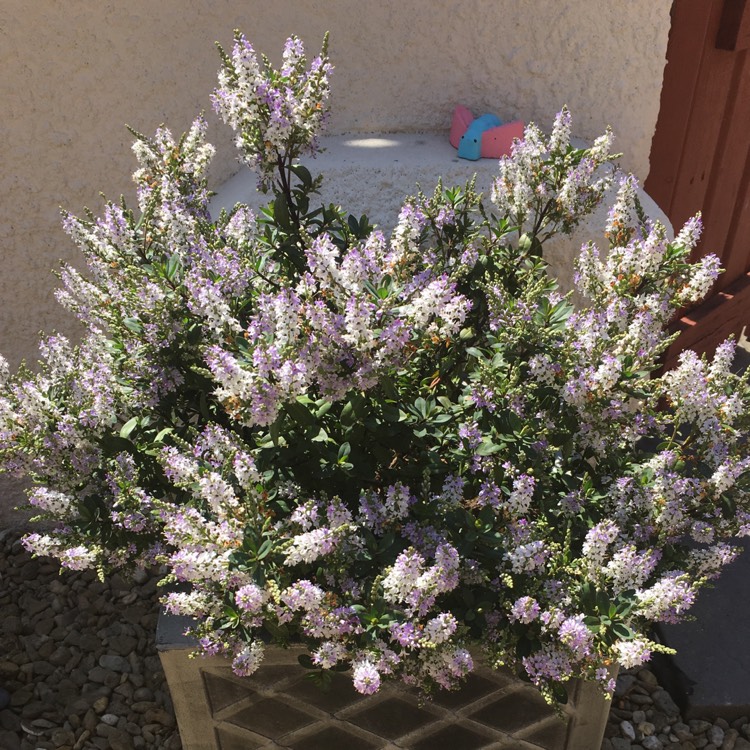 plant image 1111362