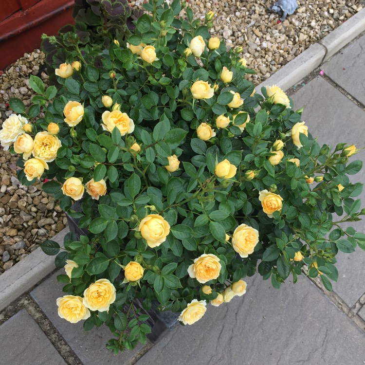 plant image 1152732 plant image 1152732