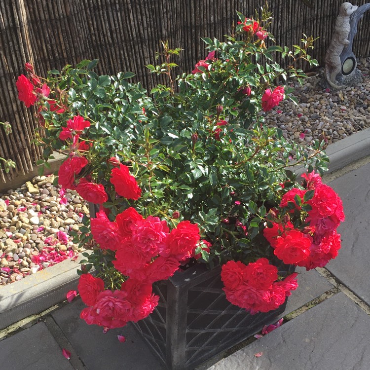 plant image 1336780