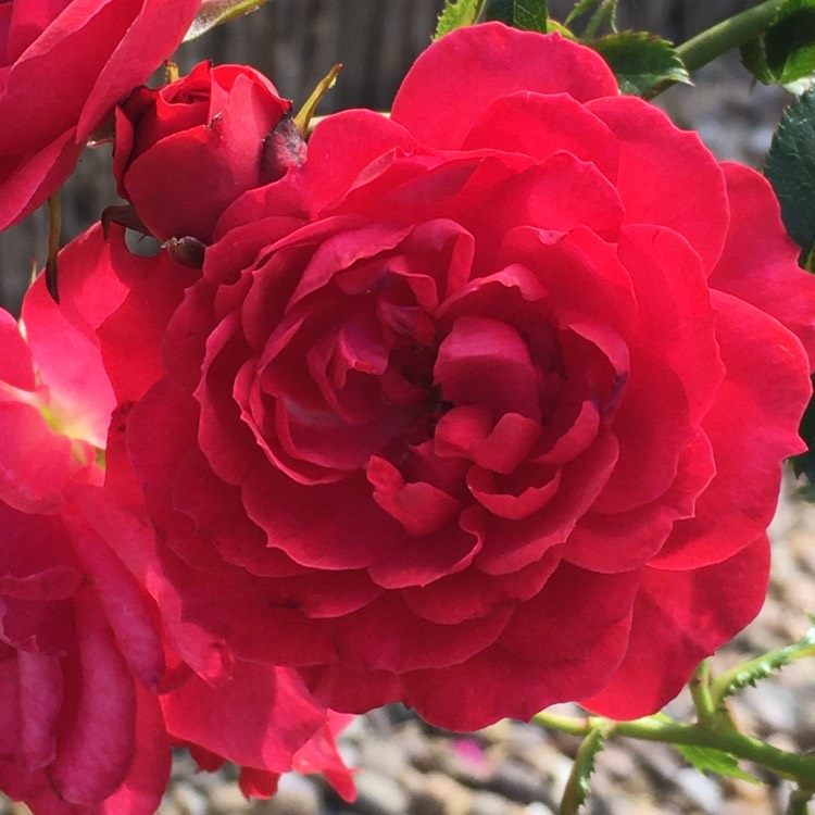 plant image 1340356