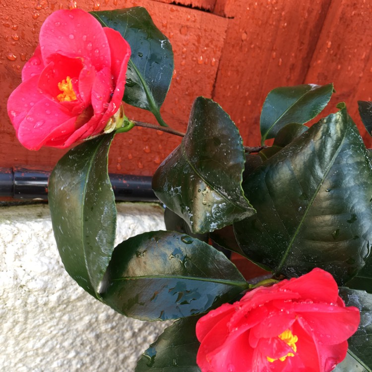 plant image 955299