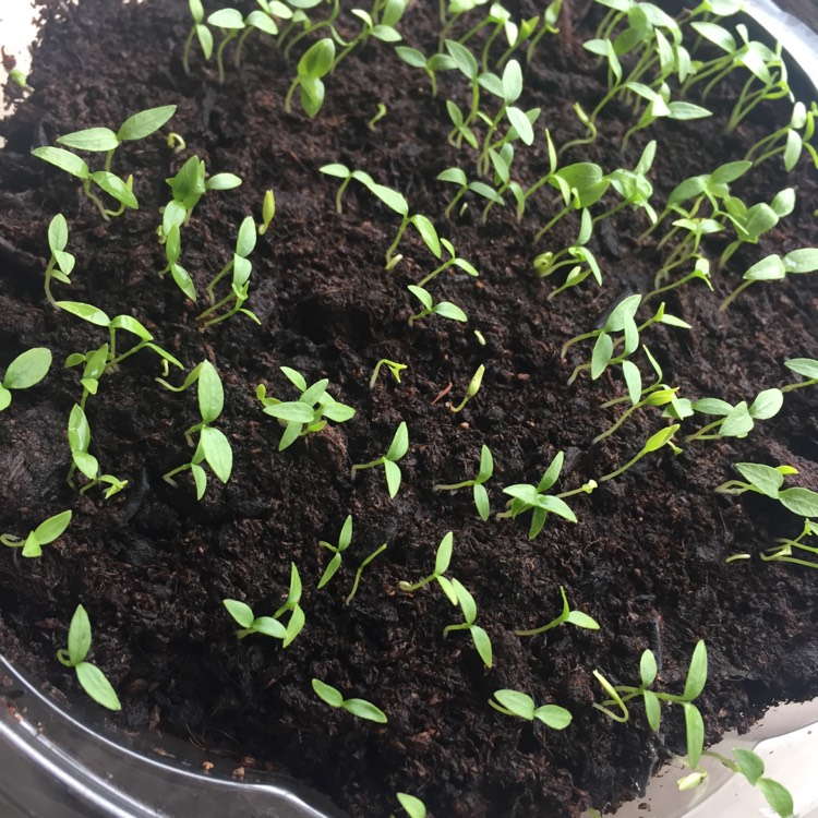 plant image 377349