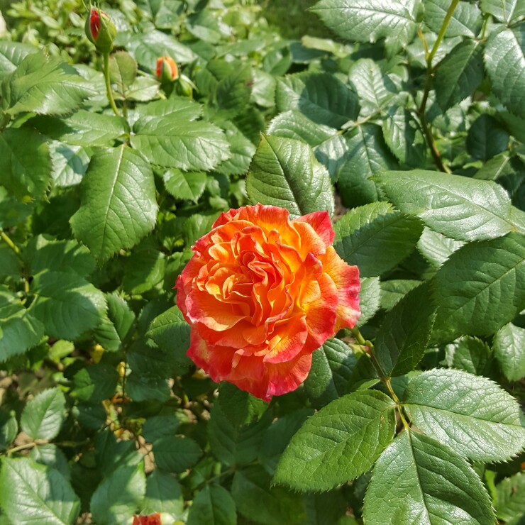 Rose