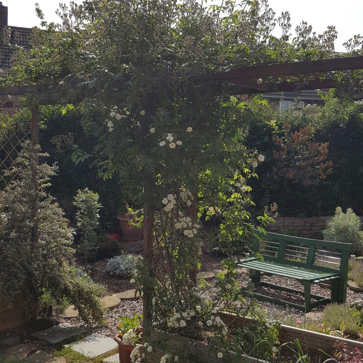 Corrinne's garden