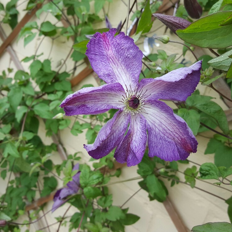 Clematis 'Super Nova'