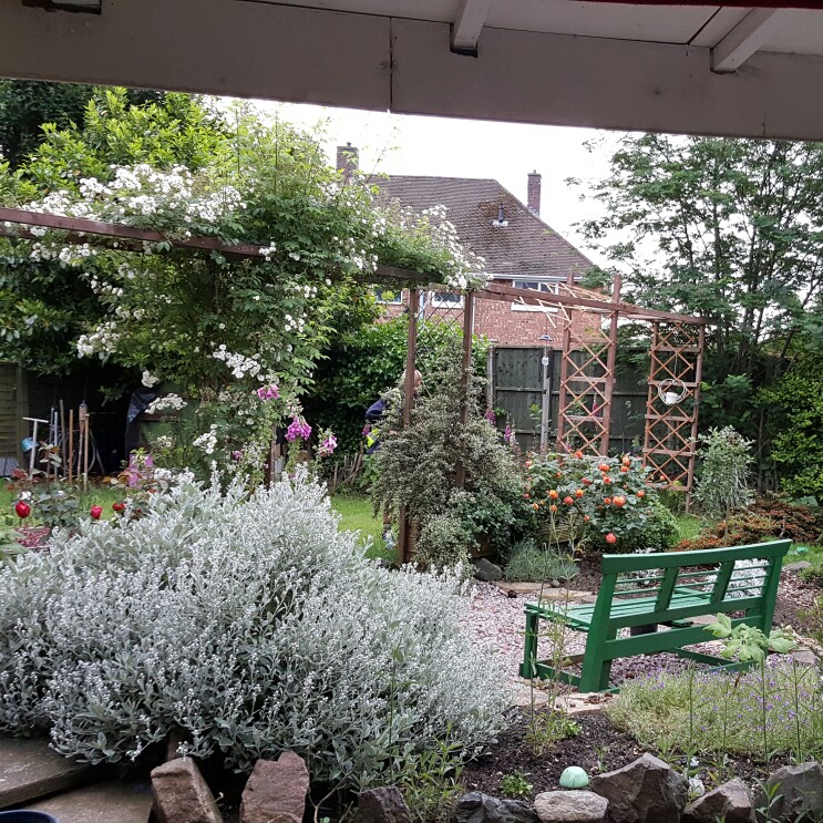 Corrinne's garden