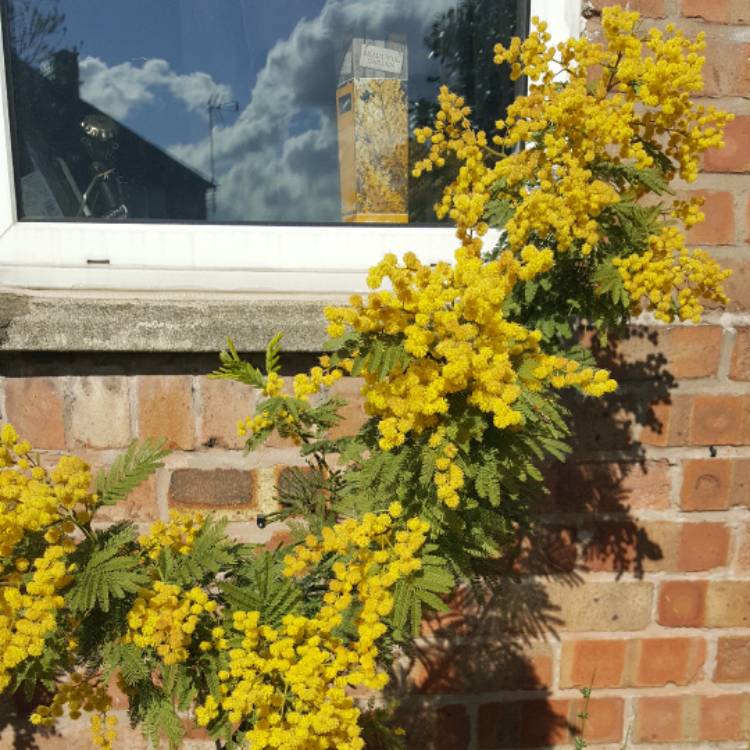 Plant image Acacia dealbata 'Gaulois Astier'