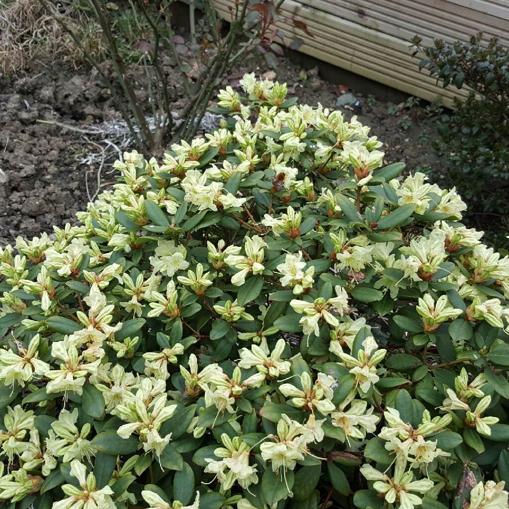 Rhododendron