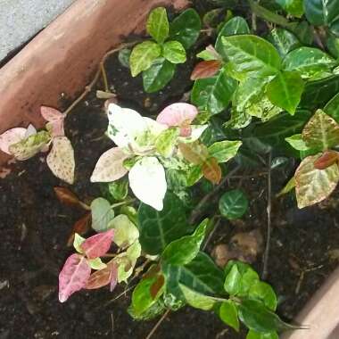 Star Jasmine 'Tricolor'