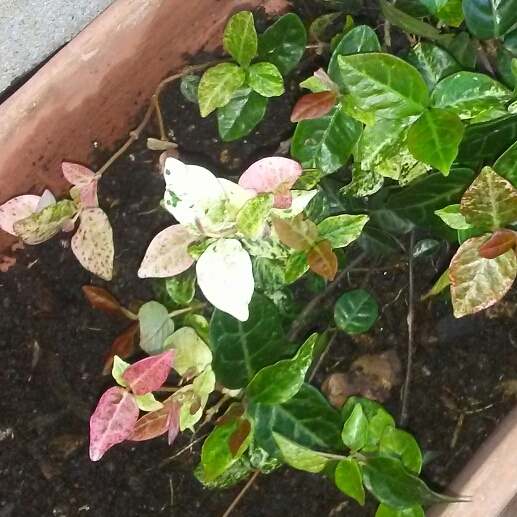 Plant image Trachelospermum jasminoides 'Tricolor'