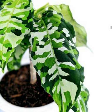Chinese Evergreen 'Tricolor'