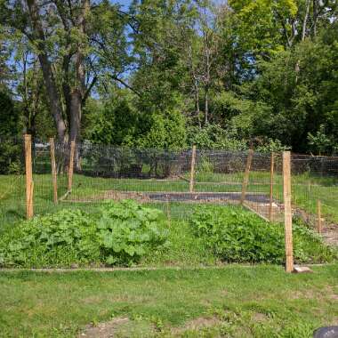 Alicia's garden
