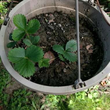 Woodland Strawberry