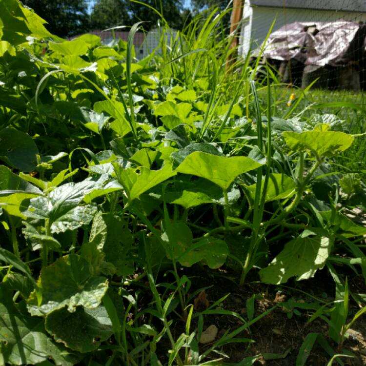Plant image Cucumis melo var. cantalupensis