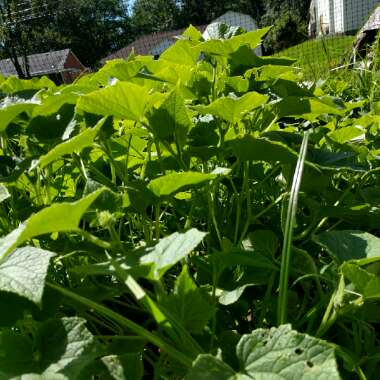 Cucumber