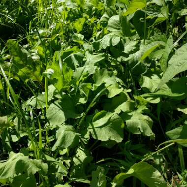 Radish