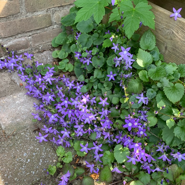plant image 1331433 plant image 1331433