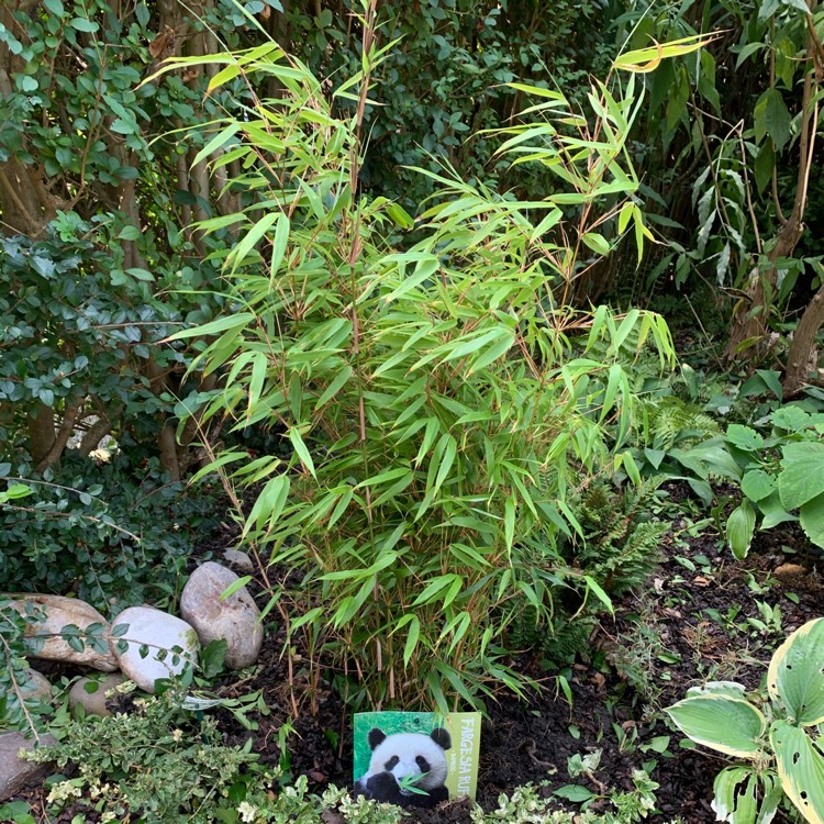 plant image 1375433