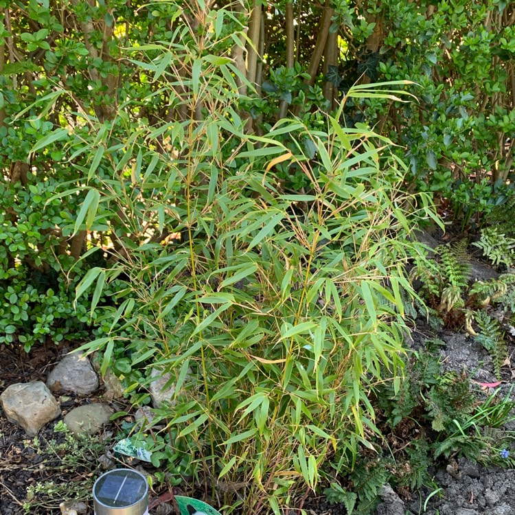 plant image 1470620