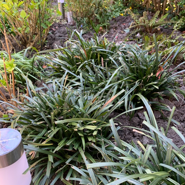 plant image 1470625 plant image 1470625