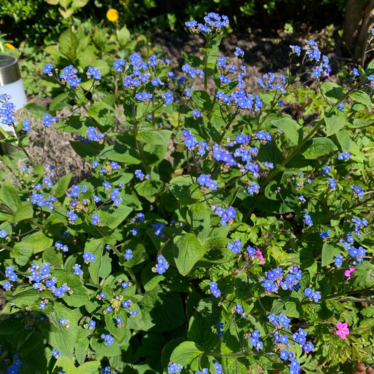 plant image 1470637