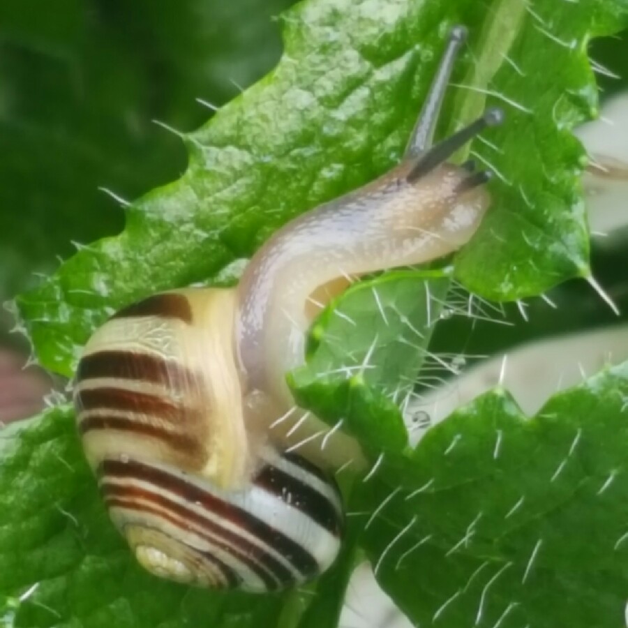 Antonia's garden