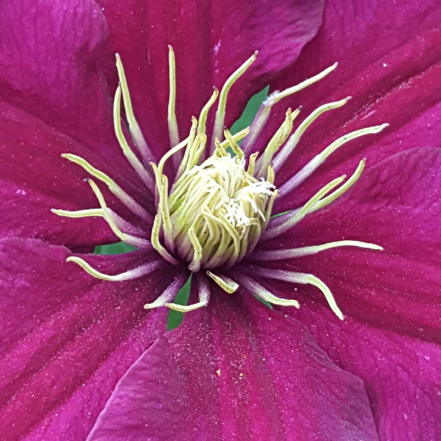 Clematis Niobe