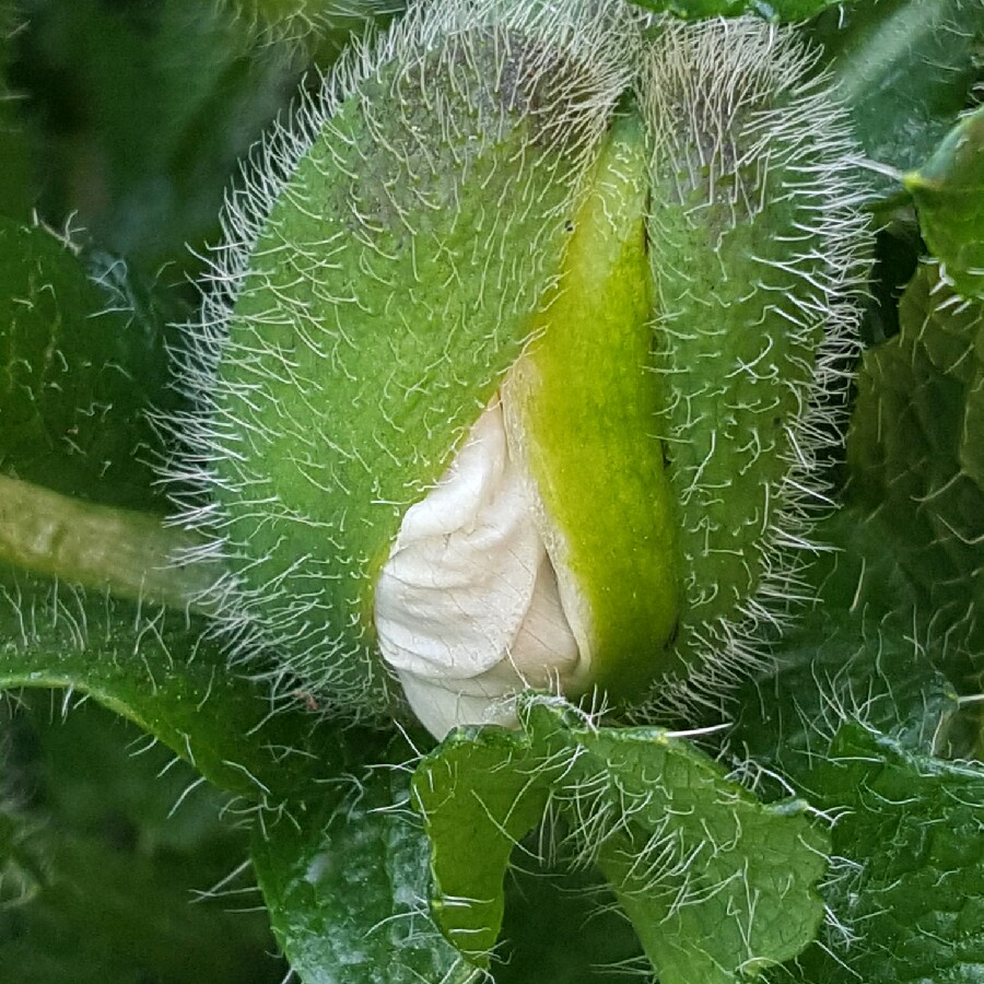 Oriental Poppy 'Checkers'
