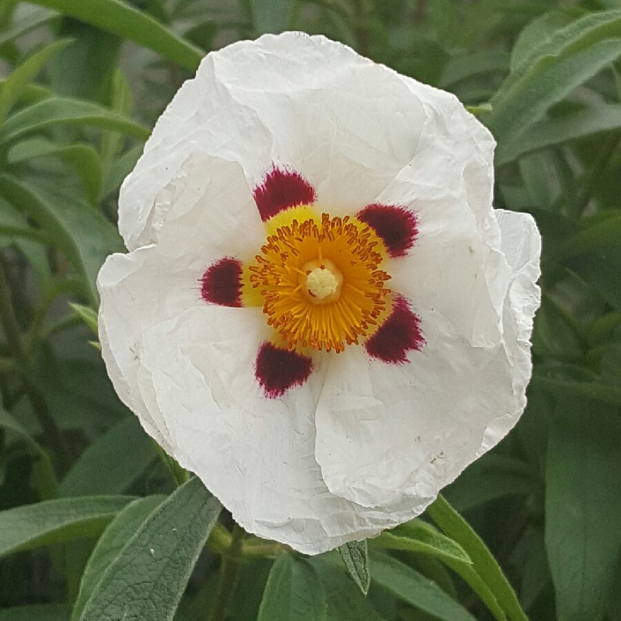 Cistus 'Alan Fradd'