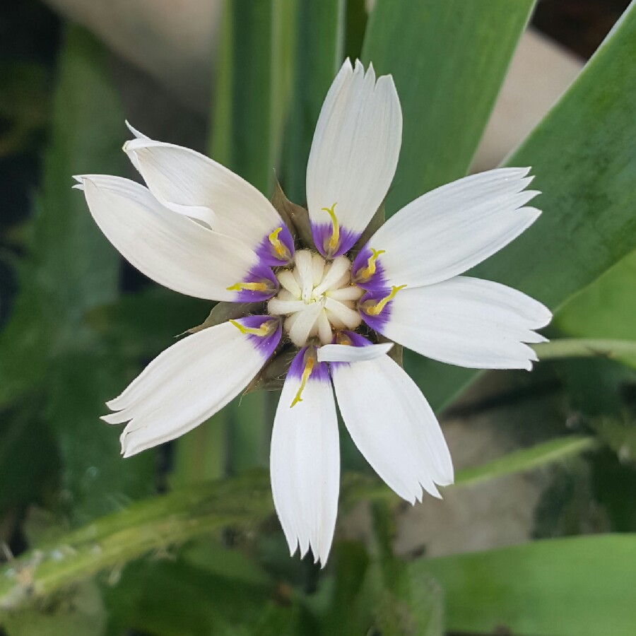 Cupid's Dart 'Alba'