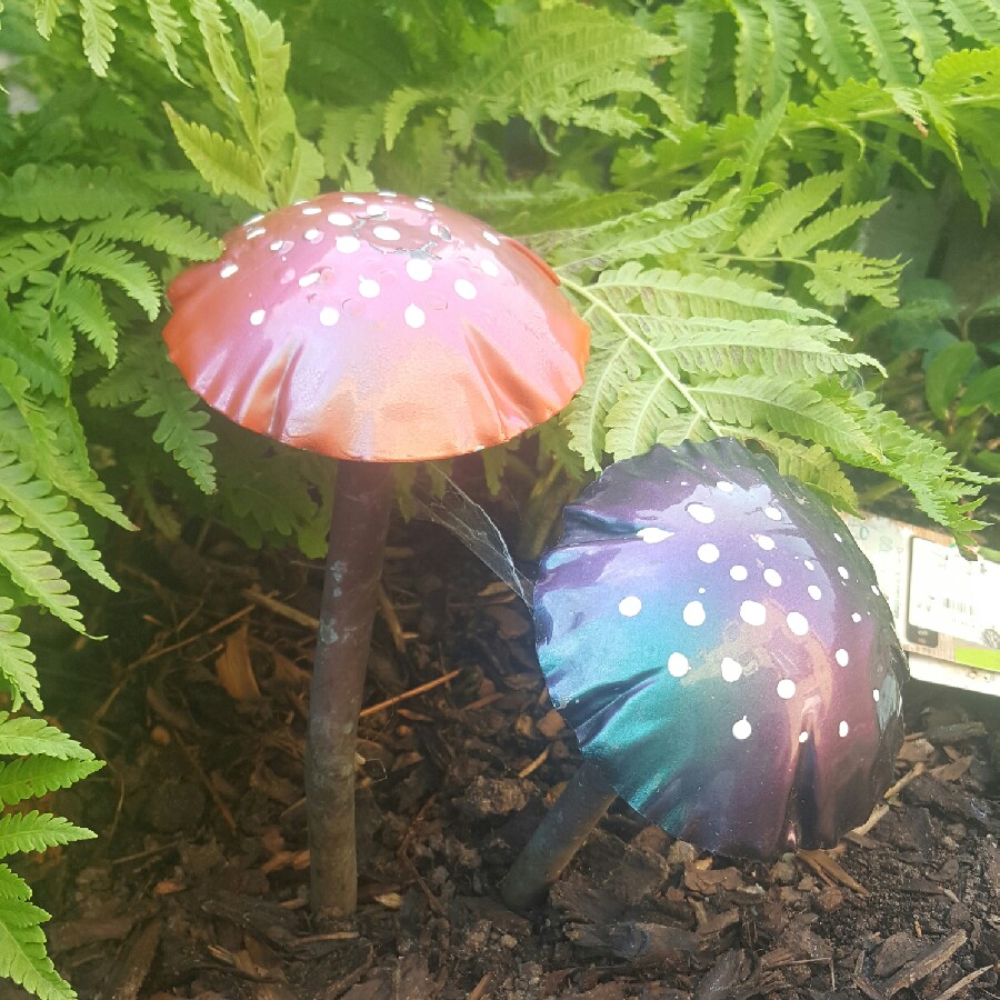 Antonia's garden