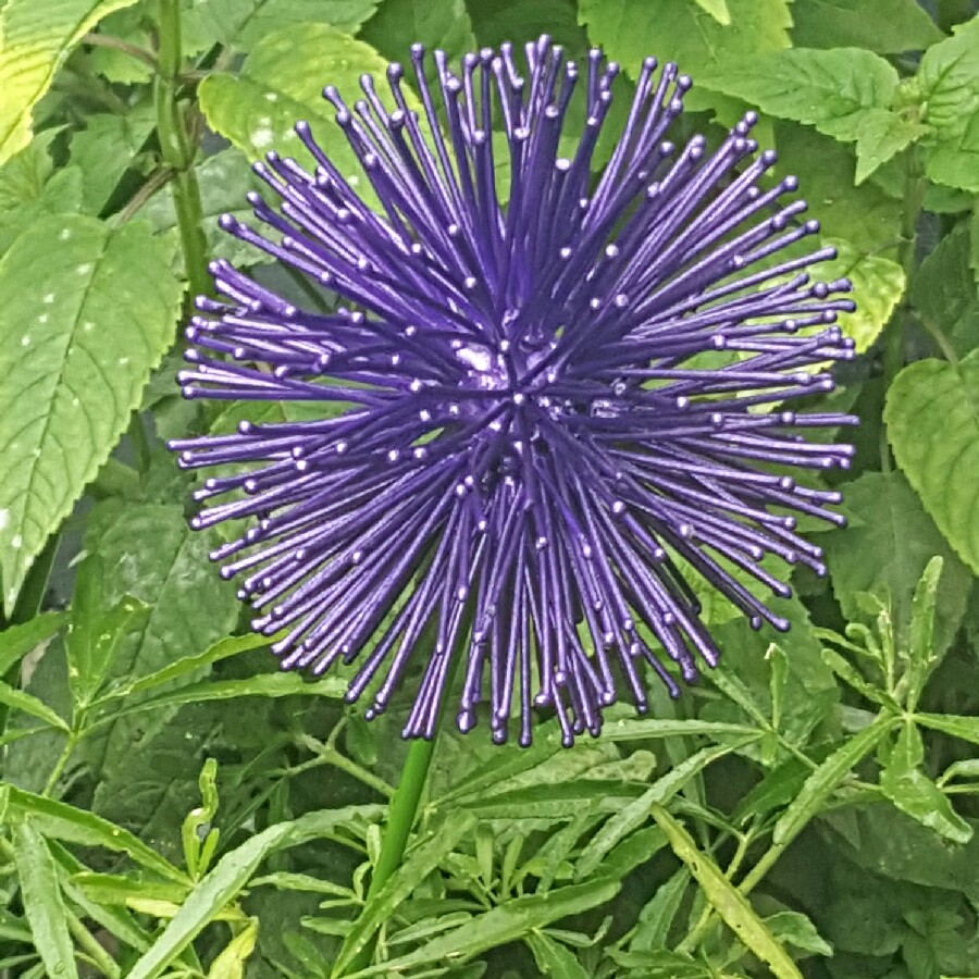 Antonia's garden