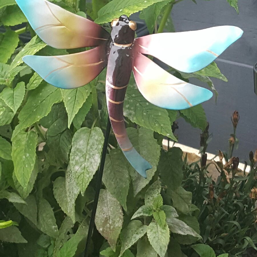 Antonia's garden