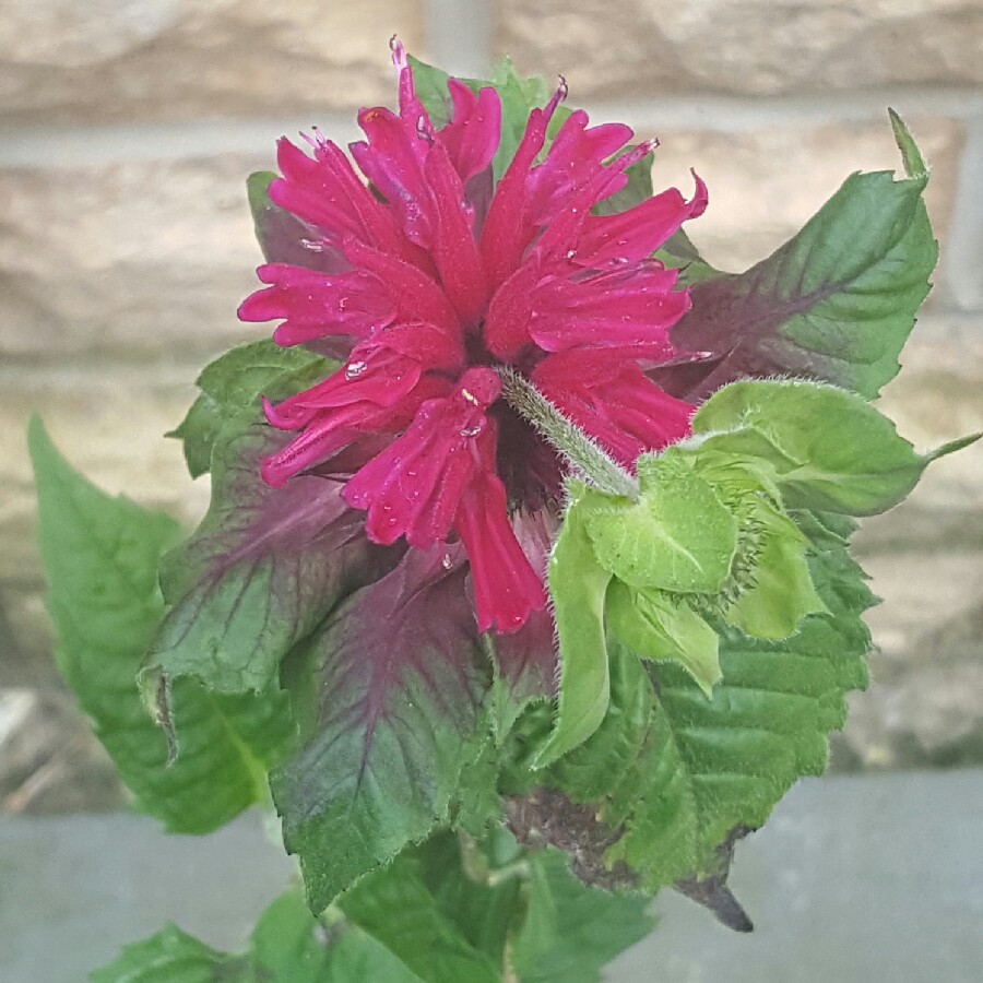 Bergamot 'Fireball'