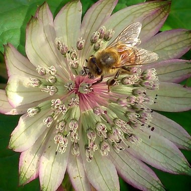 Astrantia