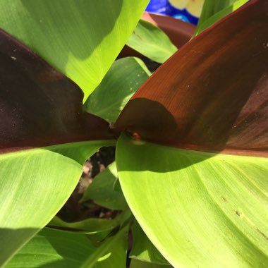 Canna 'Cleopatra' syn. Canna 'Yellow King Humbert', Canna 'Harlequin'