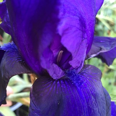 Iris x germanica 'Tuxedo'